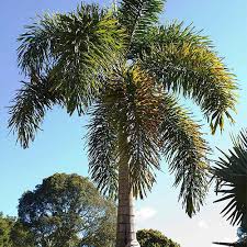 Image result for Wodyetia bifurcata