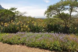 Image result for Coleus neochilus