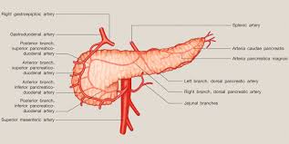 The pancreas is quite high up in your abdomen. Anatomy Of The Pancreas And Spleen Sciencedirect