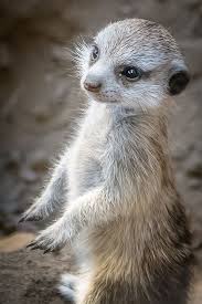 Baby Meerkat Closeup Cute Animals Animals Beautiful Baby Meerkat