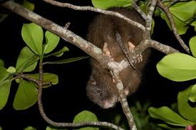 Image result for Habenaria insolita