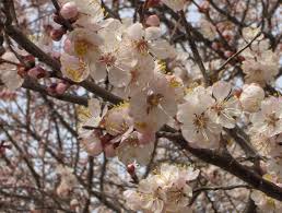 The fruit size is larger than is usual for apricots. Apricot Trees For Sale Buy Apricot Trees Online Trees Direct Apricot Blossom Edible Plants Apricot Tree