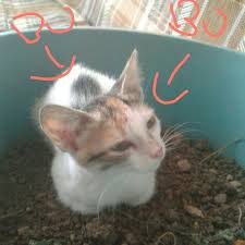 Kedinin Cinsi Ne Kedi Demeyin Dogru Cevap Verin Sikayet Edilir Bu Kedi Nin Cinsini Ogrenmem Lazim Cunku Eodev Com