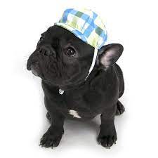 Vibrant Life Plaid Newsboy Dog Hat Medium Large Walmart Com Dog Hat Your Dog Your Pet
