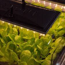 Led grow lights for propagation. Salad And Leafy Greens In Kitchens Schools And For Propagation Root It Full Spectrum Led Grow Light For Growing Living Herbs Gardening Greenhouses Plant Germination Equipment Anadoluvinc Com Tr