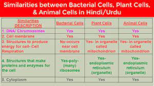 Check spelling or type a new query. Similarities Between Bacterial Cells Plant Cells And Animal Cells In Hindi Urdu Youtube