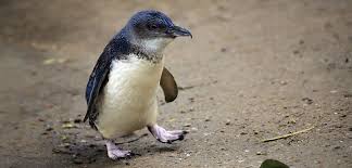 Mcvities penguin advert 1996 pick up a person voice over: Penguins Love Jelly Hakai Magazine