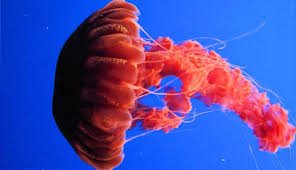 Are All Jellyfish Dangerous?