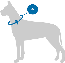Collar Size Guide Bingin Dog Premium Dog Accessories