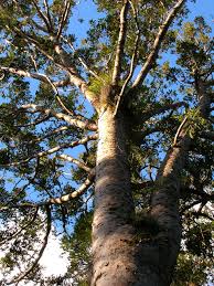 Image result for Agathis