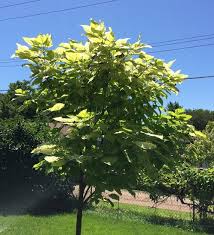 Other pests include rabbits that can chew through young stems and grubs that eat young seeds. Sick Catalpa