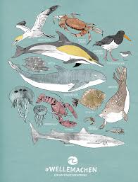 Fische, vögel und seehund finden im meer tiere zum fressen. Das Nordsee Poster Von Greenpeace