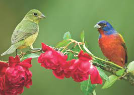 The painted buntings are usually monogamous, but polygyny is not uncommon and several males may have more than one mate. Painted Bunting Pair On Roses Master B2eb0445 Birdwatching
