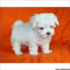 Sven cava poo puppy sven is playful and here at teacups, puppies and boutique, we've been specializing in tiny teacup poodles and toy poodle puppies for sale in south florida since 1999! Teacup And Toy Maltese Puppy For Sale In Florida For Sale In Davie Florida Best Pets Online
