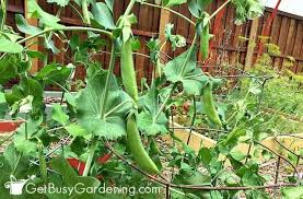 The reason is that the big leaves actually help protect the vegetable from being cooked in the sun. 40 Vegetables That Grow In Shade Get Busy Gardening