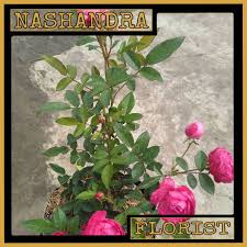 Mawar bunga bunga merah sexy red ukuran besar rp 17.500 stok: Beli Tanaman Hias Bunga Mawar Rambat Pink Seetracker Indonesia