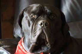 kopek dunyasi adli kullanicinin 2021 satilik cane corso fiyatlari panosundaki pin cane corso kopek bekci kopegi
