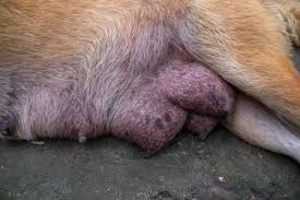 Even if you have cut your finger, your dog will be able to smell it and will sniff around the area where you have injured yourself. My Dog S Nipple Is Leaking Types And Causes Of Discharge