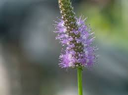 Image result for Pogostemon aquaticus