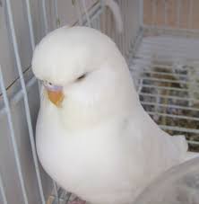Double Factor Female English Budgie Muhabbet Kuslari Hayvanlar Kus