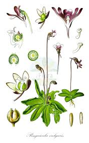 Image result for Lentibulariaceae