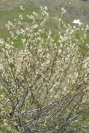 Image result for Amelanchier ovalis