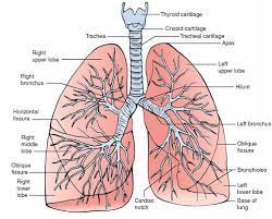 The Respiratory System Structure And Function Nursing Part 2 Lung Anatomy Respiratory System Anatomy Respiratory System