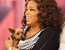 Yorkies Rescued from Puppy Mill