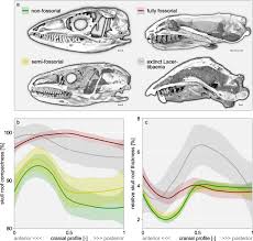 The transmission of ultraviolet light. First Evidence Of Convergent Lifestyle Signal In Reptile Skull Roof Microanatomy Bmc Biology Full Text