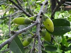 Image result for Diospyros mweroensis