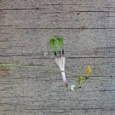 Image result for Ceropegia rendallii