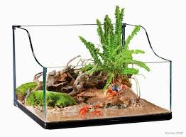 Halloween Crab Terrarium Halloween Crab Turtle Terrarium Terrarium