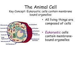 We did not find results for: Ppt The Animal Cell Key Concept Eukaryotic Cells Contain Membrane Bound Organelles Powerpoint Presentation Id 2208006
