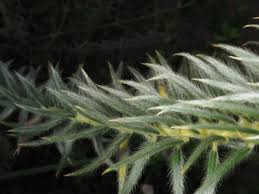 Image result for Phylica emirnensis