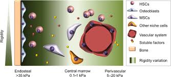 By the ministry of education. 3d Models Of The Bone Marrow In Health And Disease Yesterday Today And Tomorrow Mrs Communications Cambridge Core