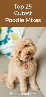 Poodle Mixes Top 25 Cutest Designer Dogs You Should Know Poodle Mix Poodle Designer Dogs