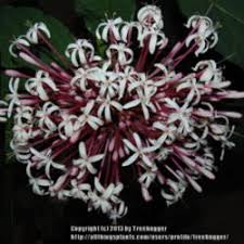 Image result for Clerodendrum poggei