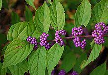 Beautyberry Wikipedia The Free Encyclopedia Plants Small Pink Flowers Shrubs