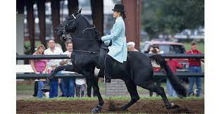 4.2 out of 5 stars. Tennessee Walking Horse
