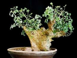Image result for Commiphora schlechteri