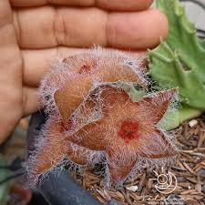 Image result for Orbea melanantha