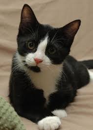 Black And White Tabby Cat Breeds Different Type Of Cats There Is Different Type Of Cats And Most Cats Have Something Unique About Them They Come In Variou Kittens Cute Cats Cats And Kittens