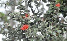 Maybe you would like to learn more about one of these? Ohia Wilt Leads To Ban Of Shipments Hawaii Tribune Herald