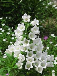 Canterbury Bells Campanula Medium Flower Seeds Flower Catalogs Blooming Plants