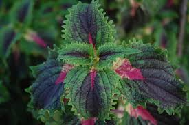Image result for Coleus maculosus