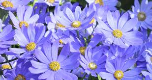 Image result for Cineraria