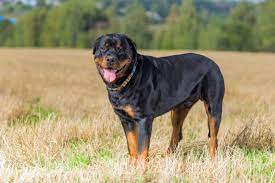 Rottweilers thrive on attention from their owners and need their people to be happy. Rasseportrait Rottweiler Alles Wichtige Zur Hunderasse