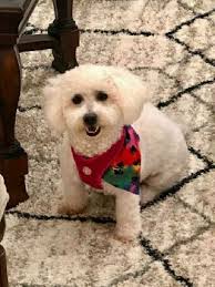Pet Boarding In Panama With Best Prices On Petbacker