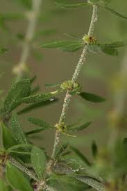 Image result for Pollichia