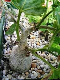 Image result for Kedrostis